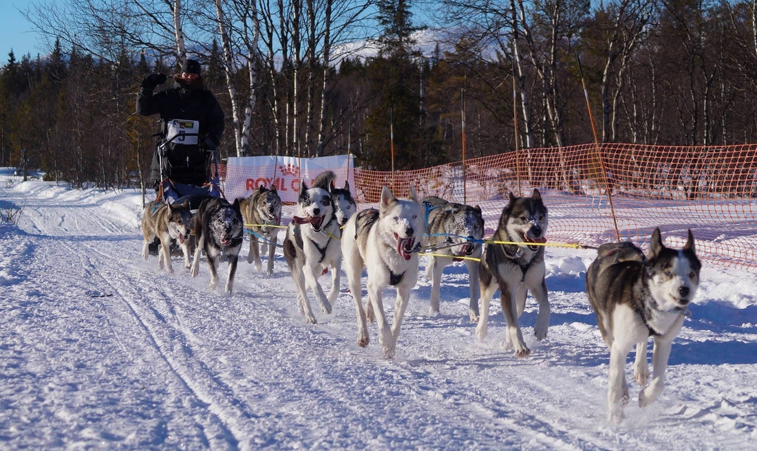 Derfor er protein afgørende for din brugshunds præstation og udholdenhed