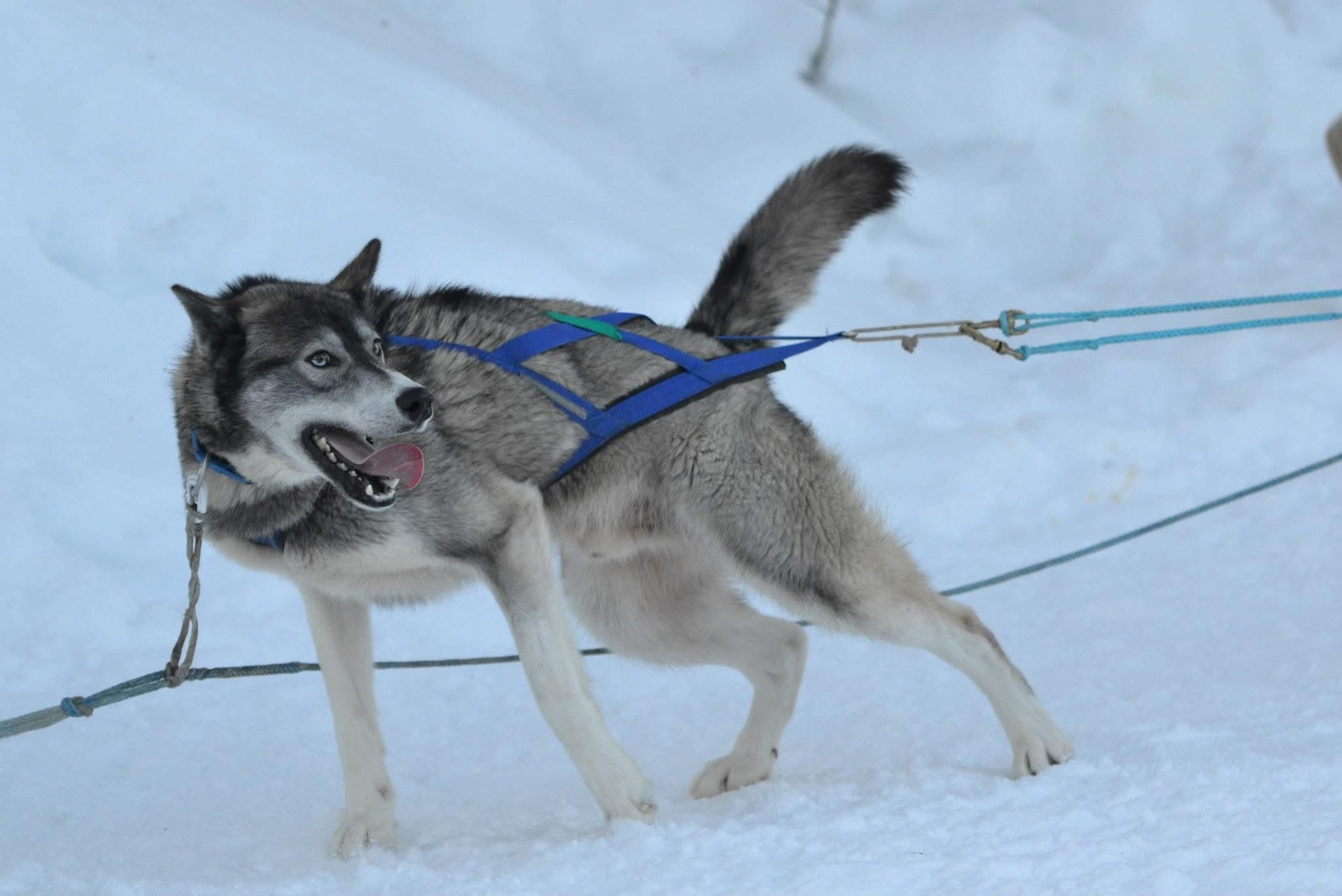 Fedt som energikilde til hårdtarbejdende hunde