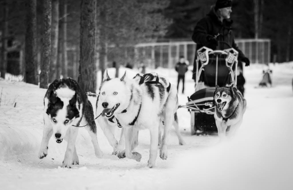 Trækhunde