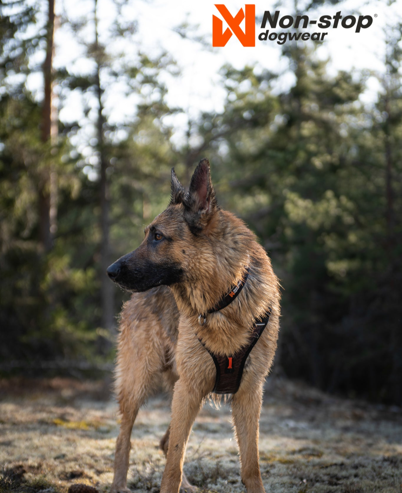 Hund iført Non-stop Dogwear Rock Harness – optimal komfort og funktionalitet til aktive hunde